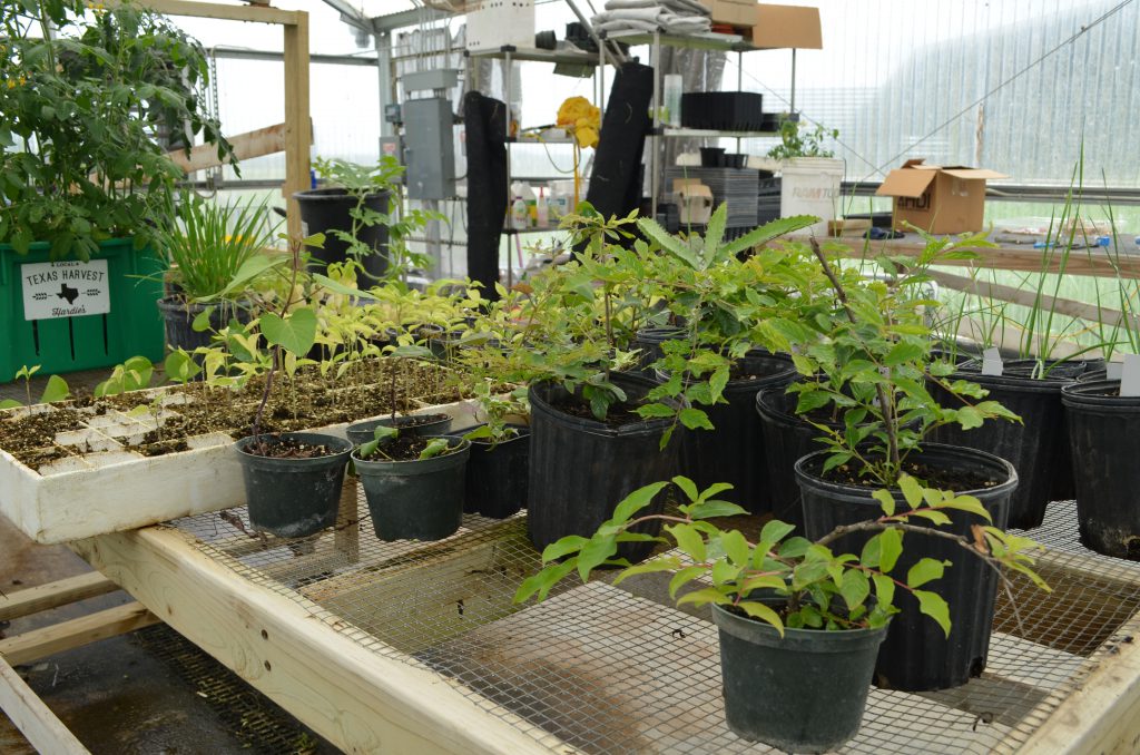 Plants in their early stages avoid the harsh summer heats inside the cooler greenhouse.