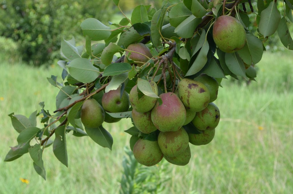 A close-up image of the pears growing in the orchard.