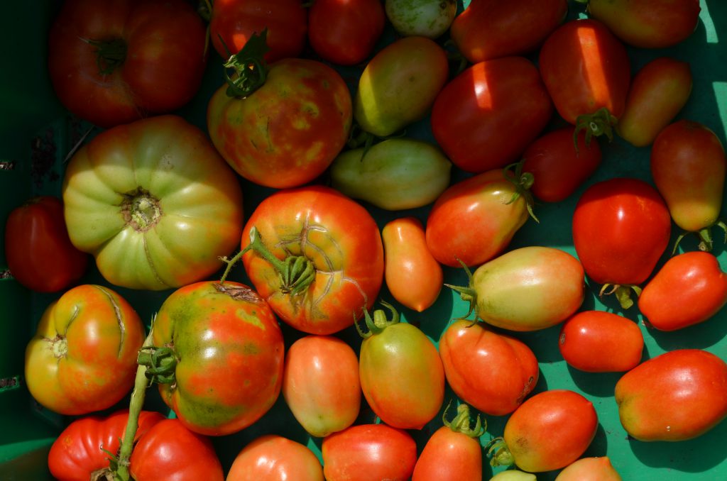 A basket of freshly picked tomatoes.