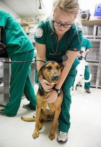 vet tech student with dog