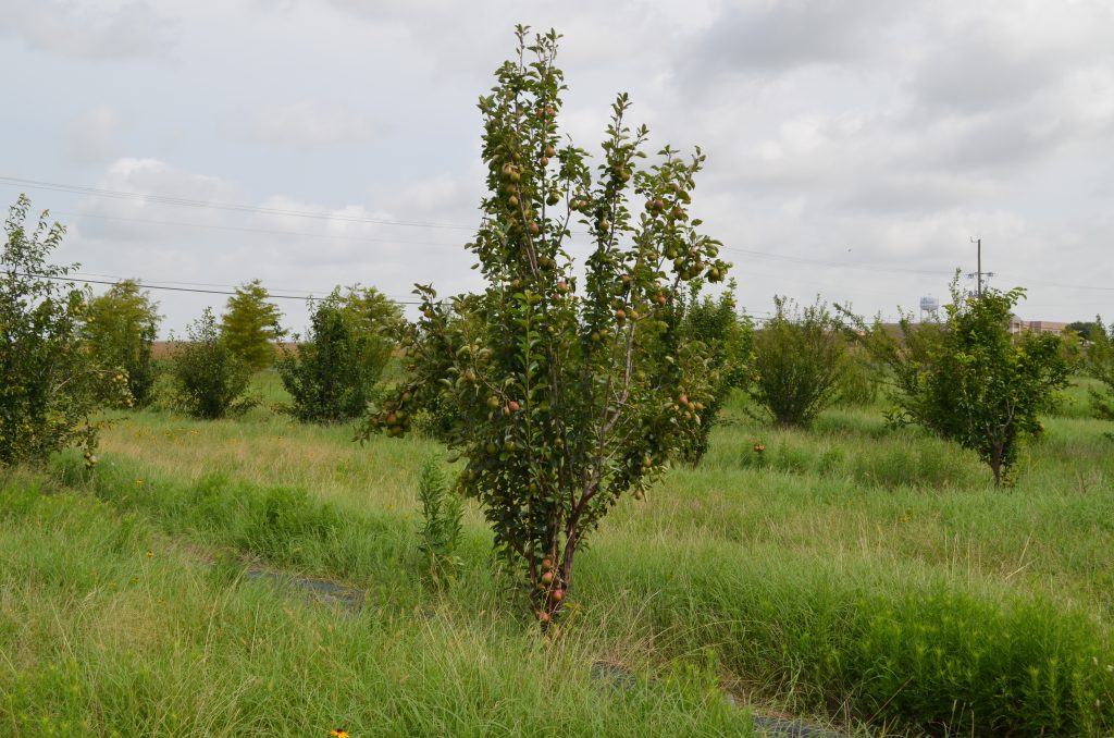 An Asian pear tree in the orchard.