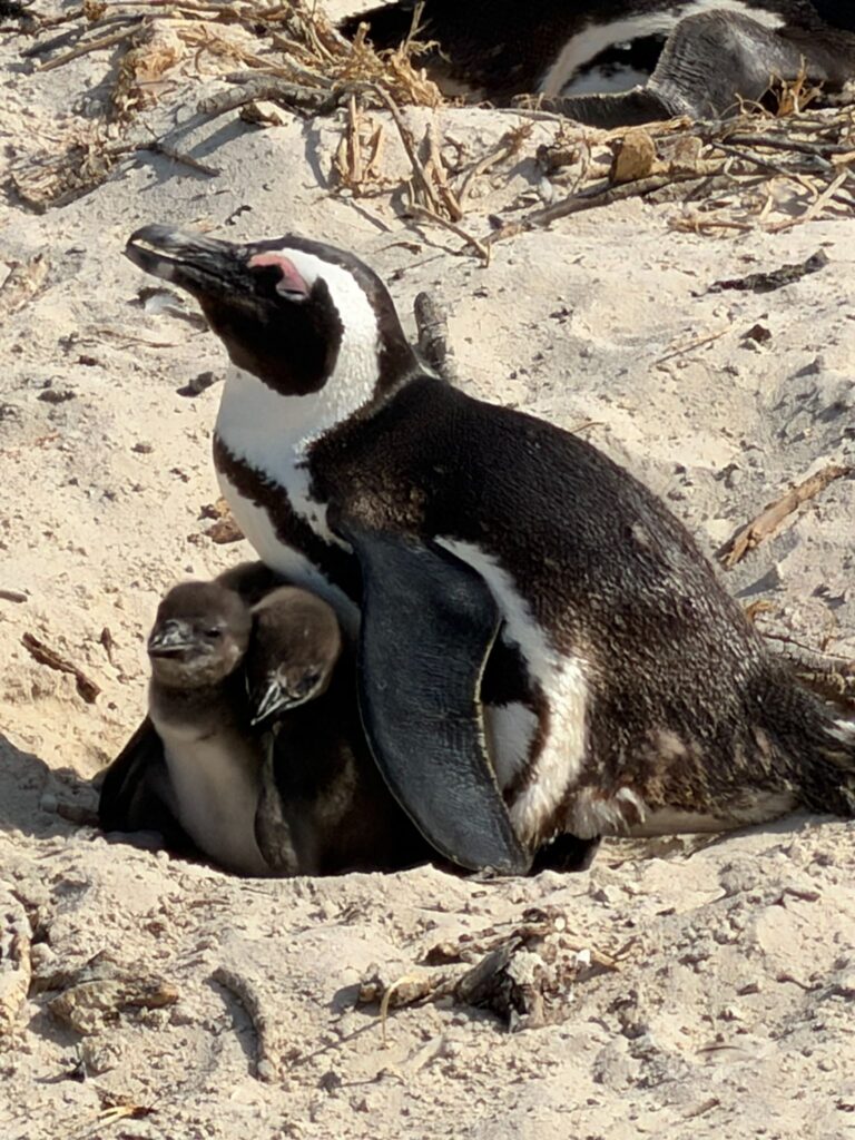 A close-up photograph of an African penguin standing on a rocky beach, looking toward the left with a young chick nestled closely near its feet.