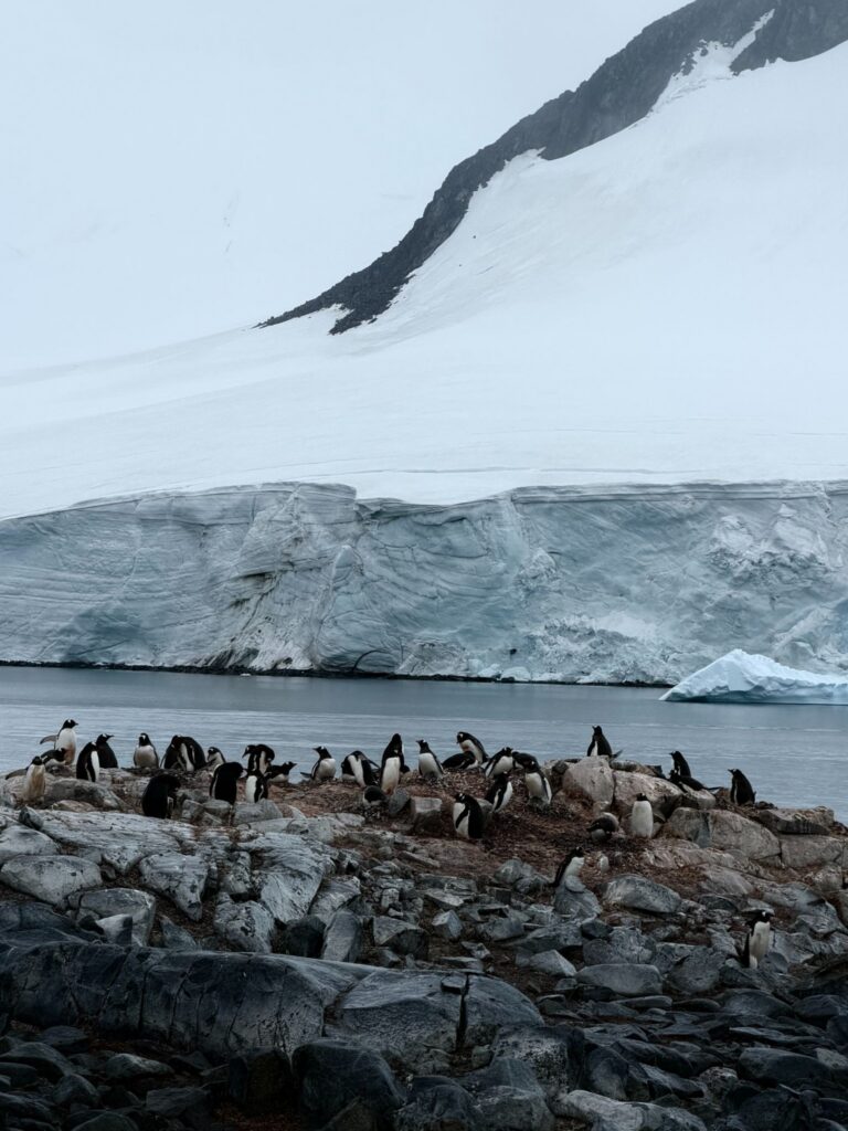 A large colony of penguins gathered on a rocky Antarctic shoreline with a massive glacier and snowy mountains in the background