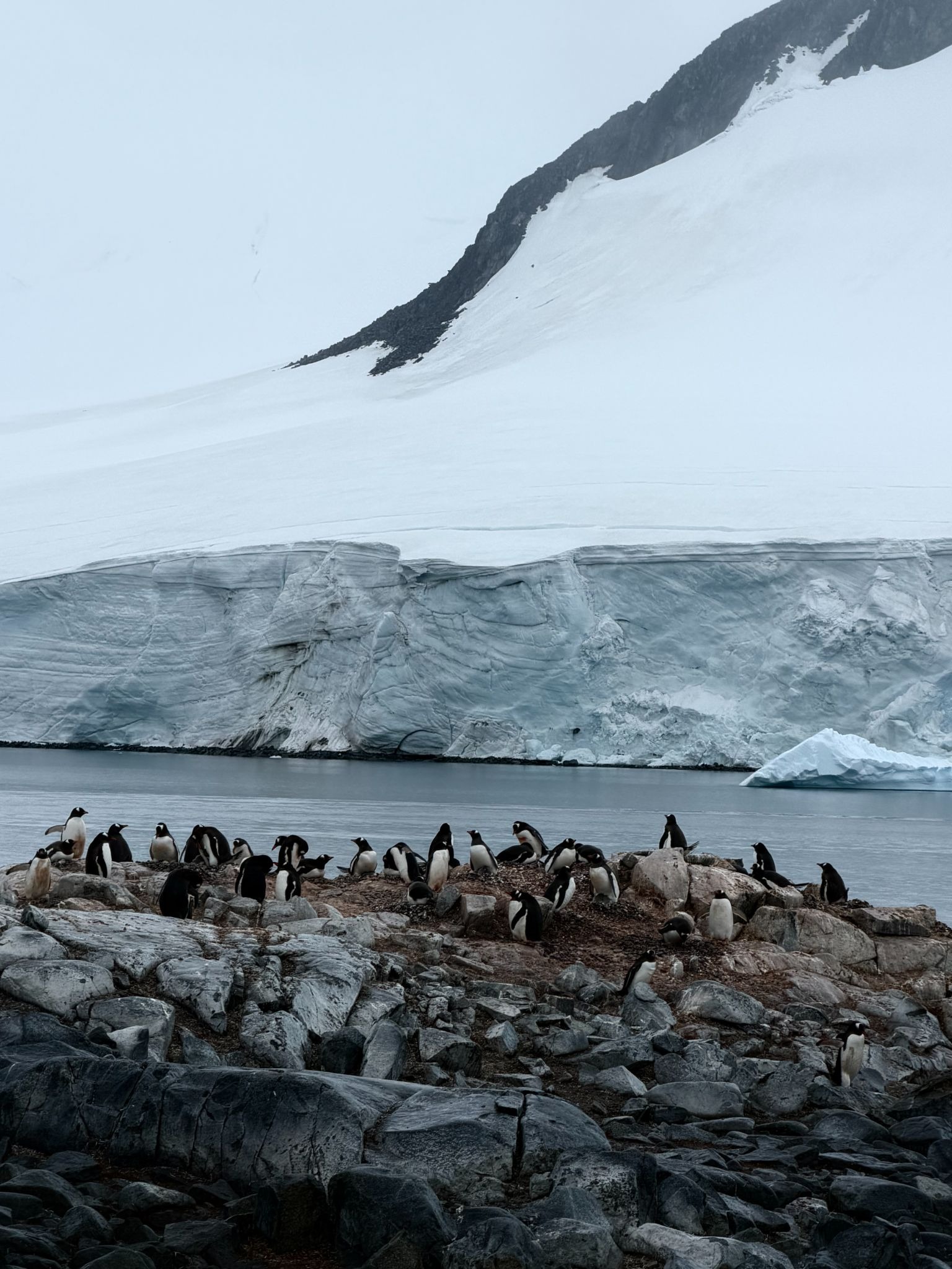 A large colony of penguins gathered on a rocky Antarctic shoreline with a massive glacier and snowy mountains in the background