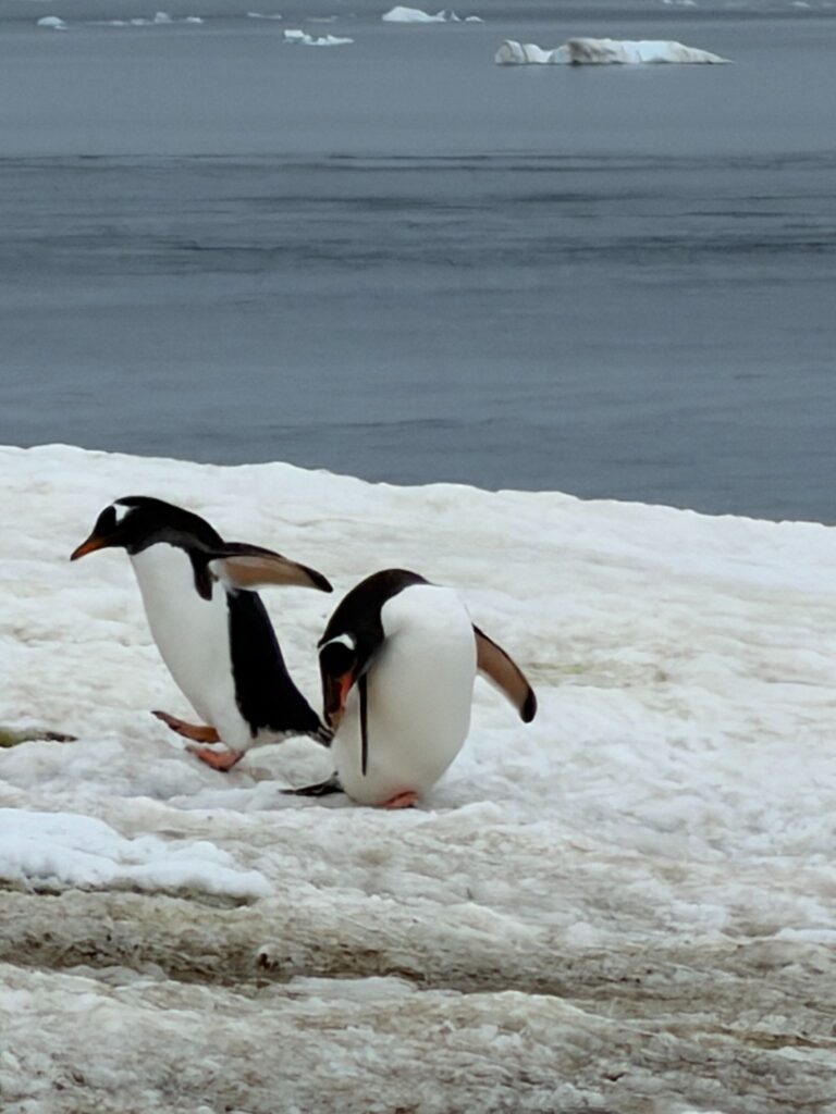 A photograph of two penguins standing together on a sandy shoreline, with rolling ocean waves and floating sea ice visible in the background under an overcast sky.