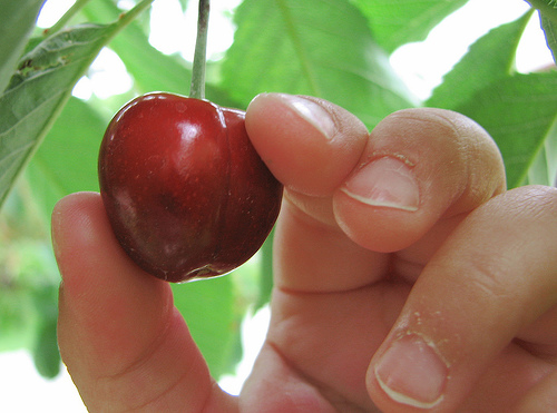 Cherry Being Picked