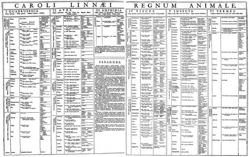 Table of the Animal Kingdom (Regnum Animale) from Carolus Linnaeus's Systema Naturae, 1735