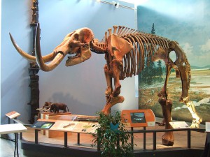 Mastodon Skeleton, Museum of the Earth, Ithaca, New York (Discovered in Backyard Near Hyde Park, NY in 1999)