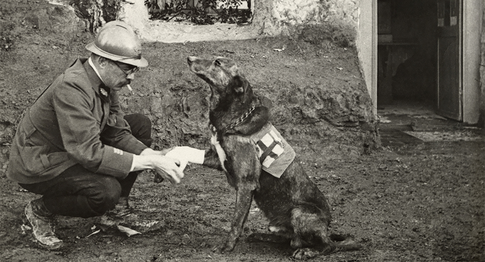 05 May 1917, Belgium --- A WWI allied soldier bandages the paw of a Red Cross working dog --- Image by © Harriet Chalmers Adams/National Geographic Society/Corbis