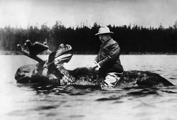 Teddy Roosevelt on Bull Moose
