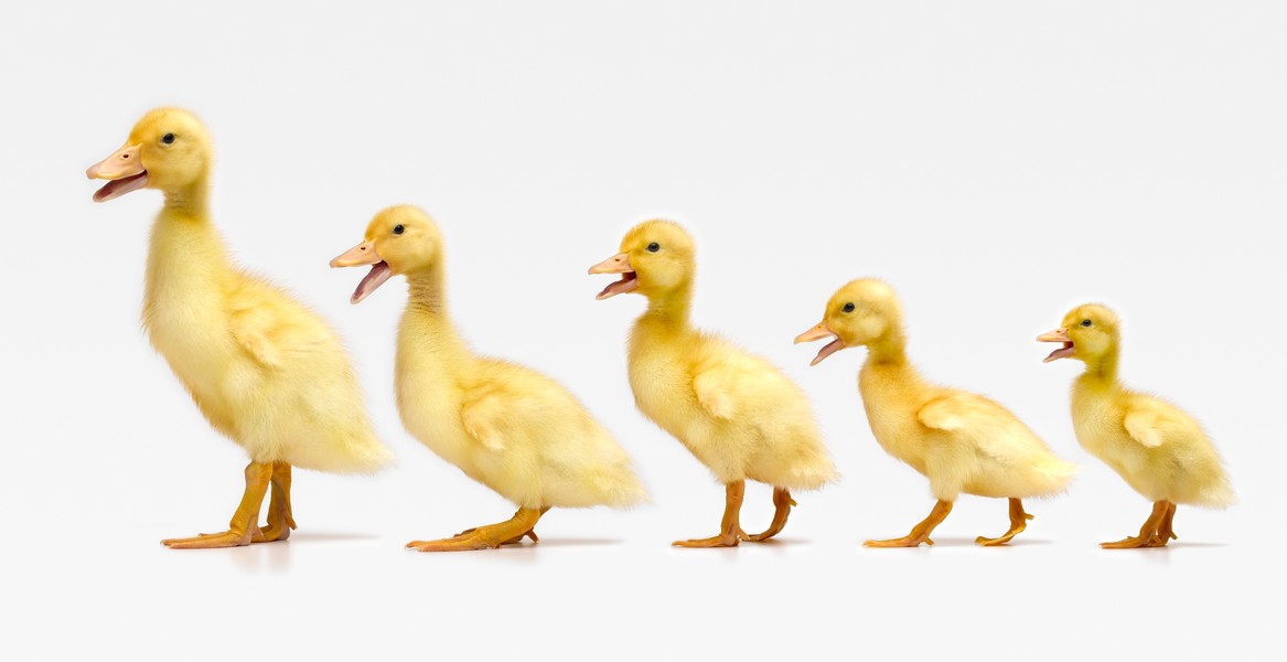 Five ducklings in row, side view (Digital Composite)
