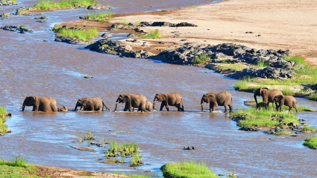 Elephants crossing river