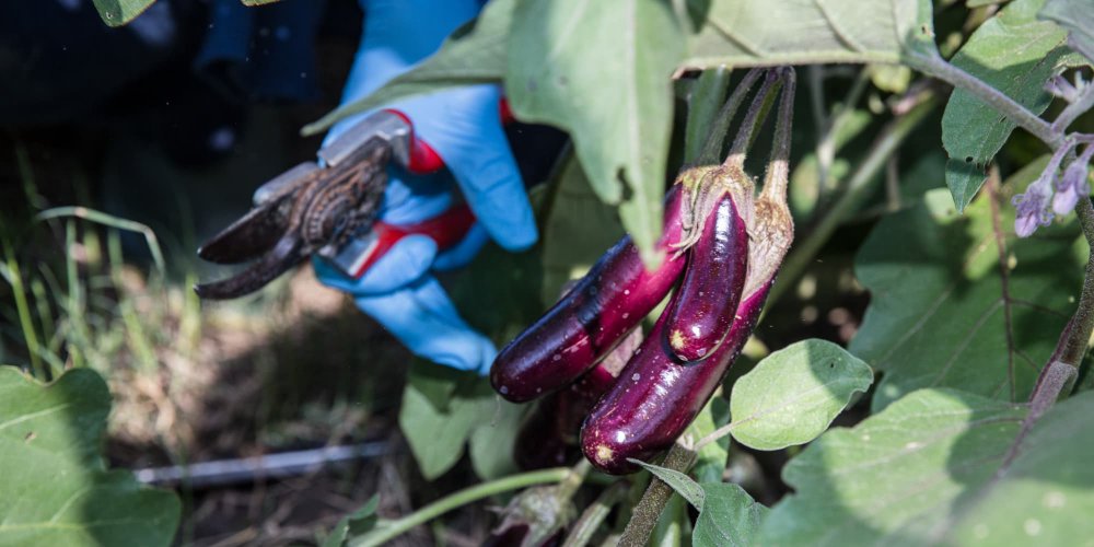 Close-up photo of hands wearing gardening gloves holding pruning shears with colorful eggplant ready to be trimmed