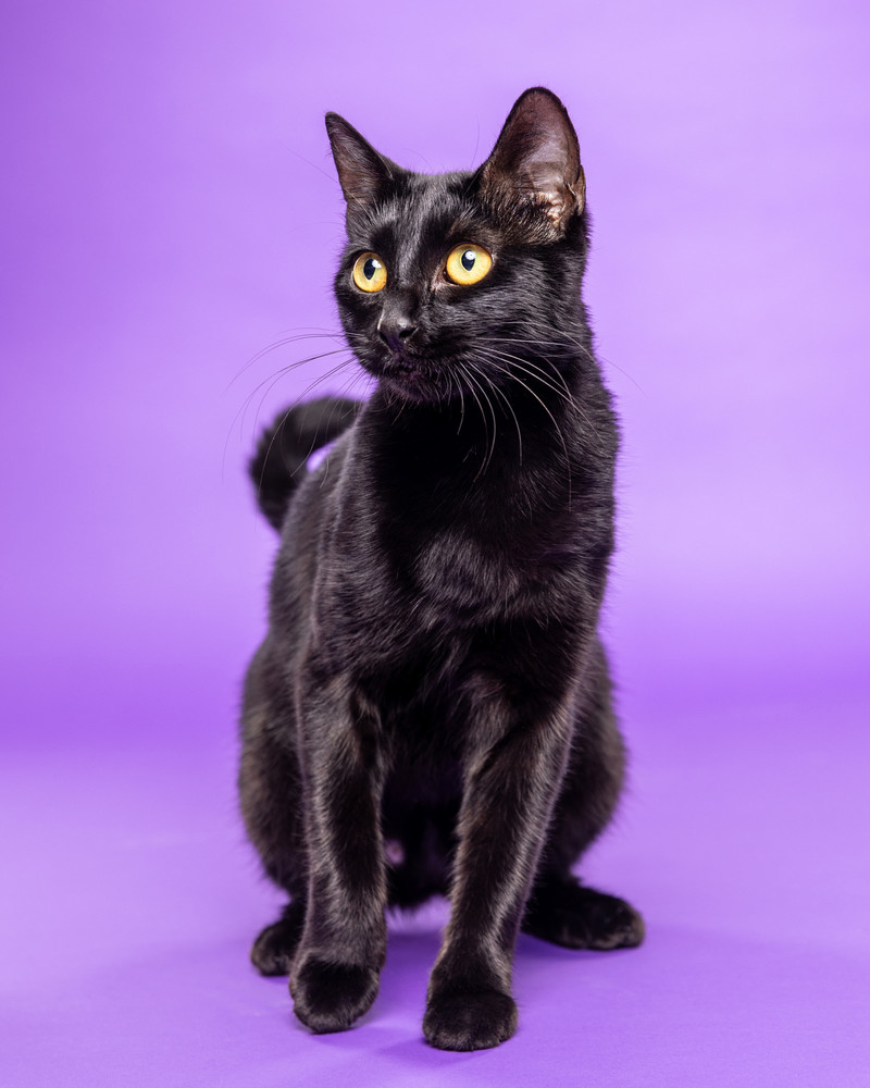 Portrait of Tina Turner, a rescued 2 year-old domestic short haired (DSH) spayed female cat.