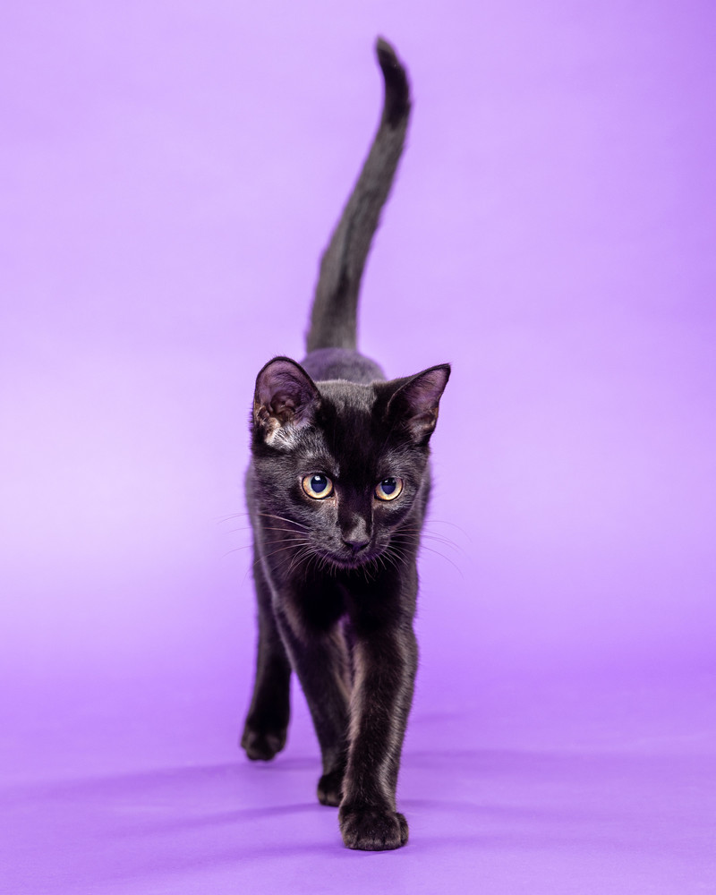 Portrait of Sneezy, a rescued 5 month-old domestic short haired (DSH) spayed female cat.