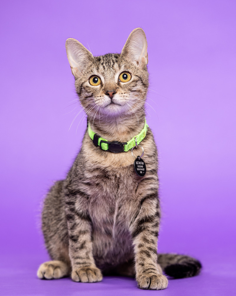 Portrait of Gumbo, a rescued 7 month-old domestic short haired (DSH) neutered male cat.