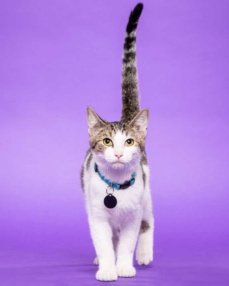 Portrait of Gilligan, a rescued 7 month-old domestic short haired (DSH) neutered male cat.