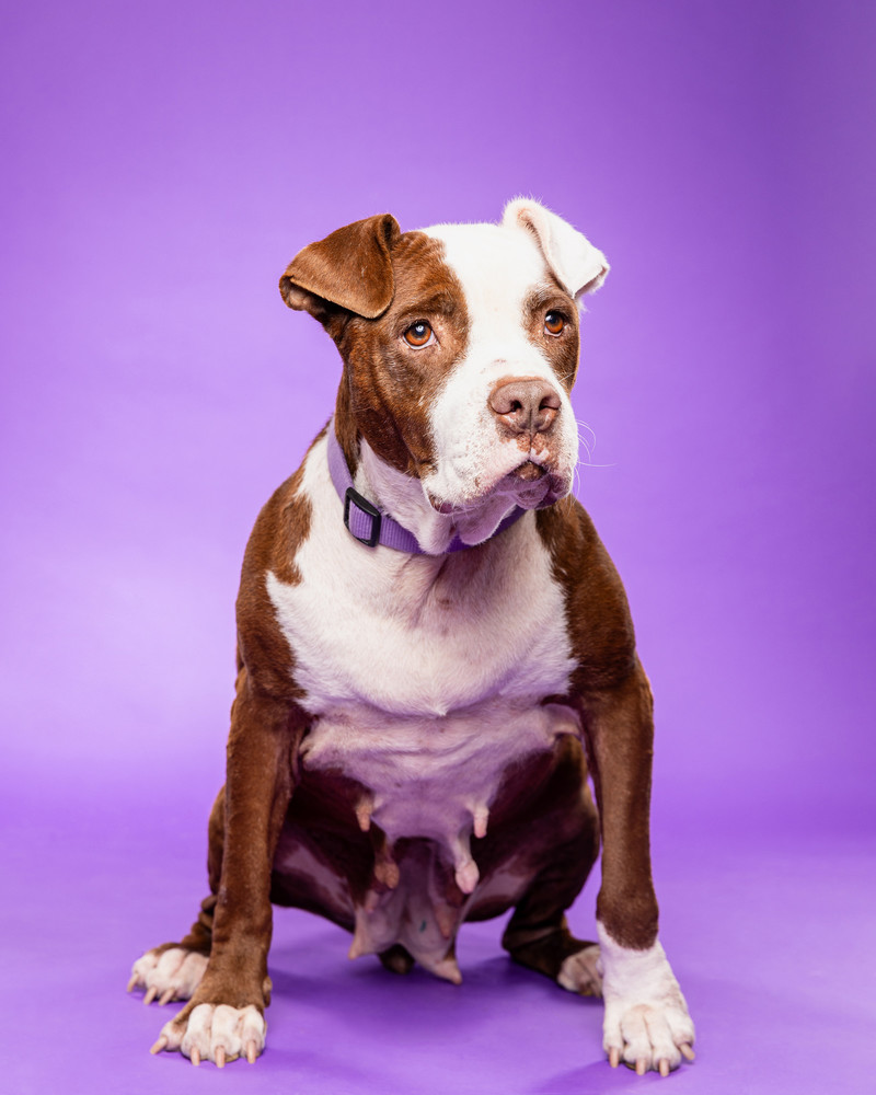 Portrait of Callie, a rescued 2 year-old pit bull mix spayed female dog.