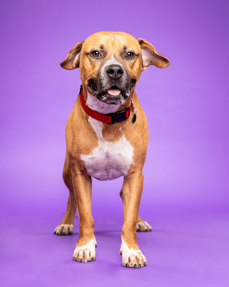 Portrait of Martin Luther, a rescued 2.5 year-old black mouth cur mix neutered male dog.