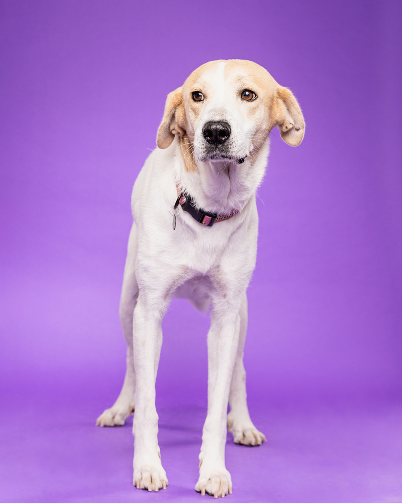 Portrait of Aspen, a rescued 3 year-old lab mix spayed female dog.