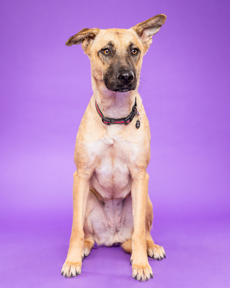 Portrait of Twiggy, a rescued 1 year-old shepherd mix spayed female dog.