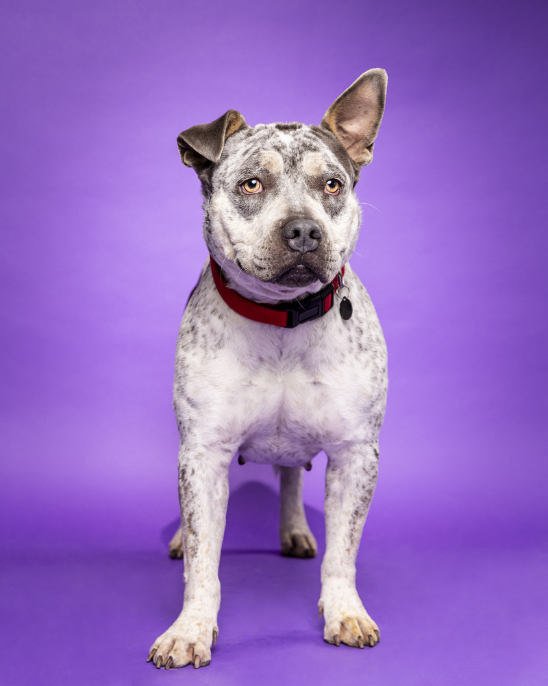 Portrait of Marvel, a rescued 2 year-old Catahoula Terrier