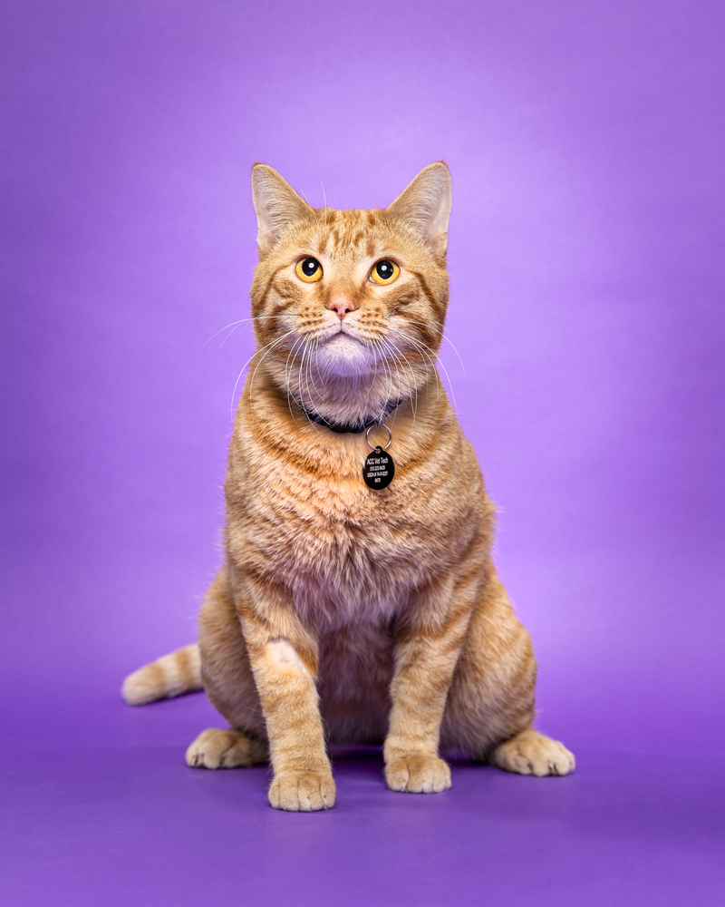 Portrait of Zach, a rescued 2 year-old Orange Tabby