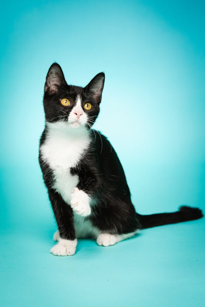 Portrait of Jewels, a rescued 3 month old female Domestic Short Hair cat,, being offered for adoption, taken on Thursday, September 11, 2025 inside the ACC Vet Tech facility at the ACC Elgin campus.