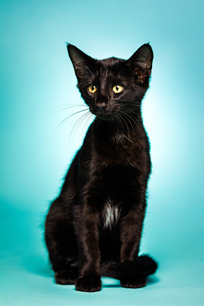 Portrait of Gomez, a rescued 4 month old male Domestic Short Hair cat, being offered for adoption, taken on Thursday, September 11, 2025 inside the ACC Vet Tech facility at the ACC Elgin campus.