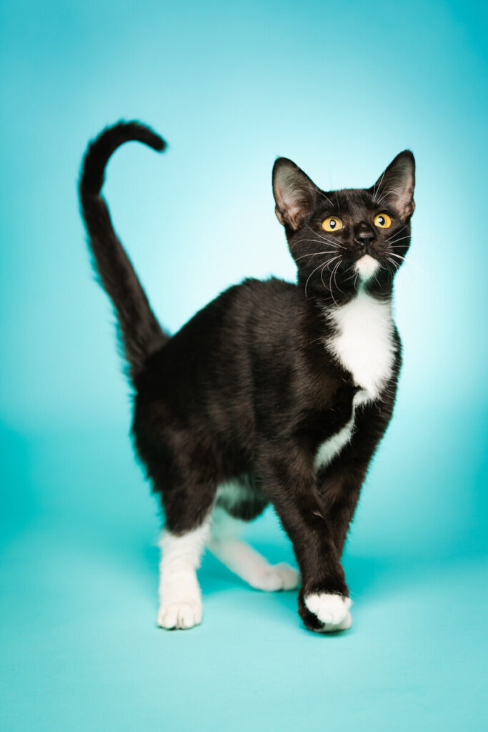 Portrait of Kunzite, a rescued 3 month old male Domestic Short Hair cat, being offered for adoption, taken on Thursday, September 11, 2025 inside the ACC Vet Tech facility at the ACC Elgin campus.