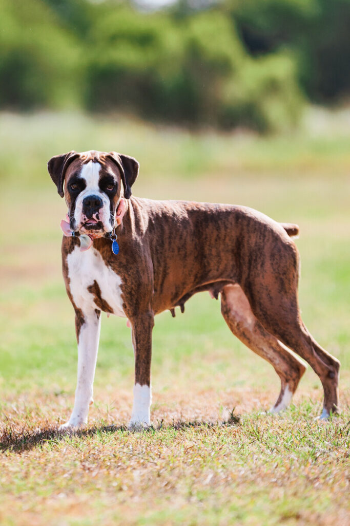 Portrait of Dottie, a rescued 4-year-old female Boxer dog, being offered for adoption, taken on Thursday, September 11, 2025 inside the ACC Vet Tech facility at the ACC Elgin campus.