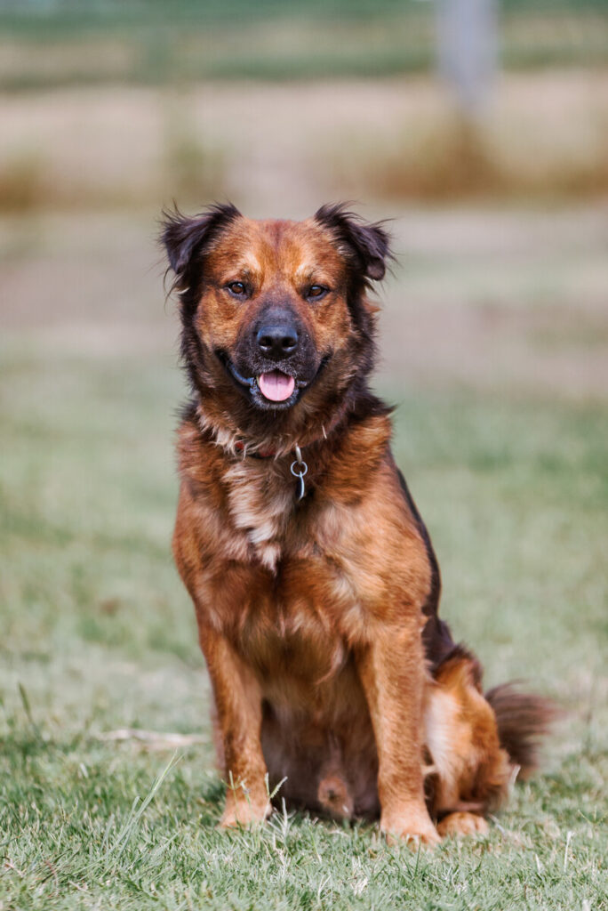 Portrait of Leon, a rescued 5-year-old male Rhodesian Mix dog, being offered for adoption, taken on Thursday, September 11, 2025 inside the ACC Vet Tech facility at the ACC Elgin campus.