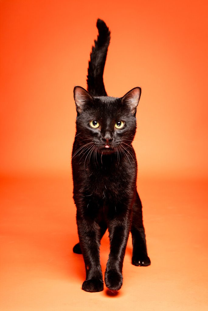 A black cat with bright yellow-green eyes is walking towards the camera against a vibrant orange background. Its tail is raised high, and it has a curious expression, with its mouth slightly open as if it is about to meow. The cat's sleek fur contrasts with the warm backdrop, creating a striking visual.