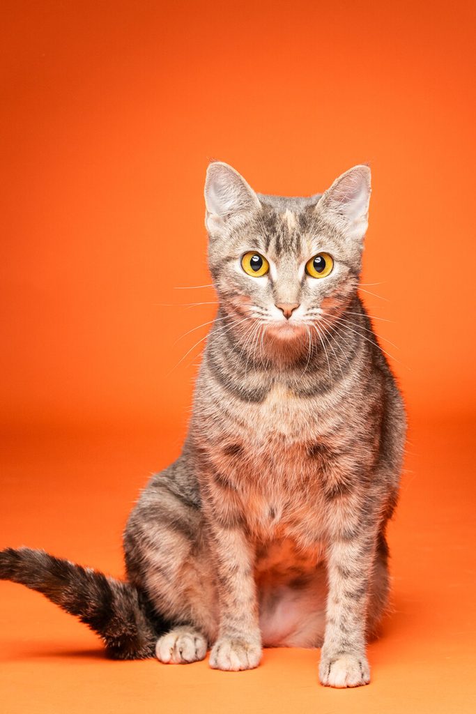 A tabby cat with a mix of gray and brown fur sits upright against a bright orange background. The cat has large, expressive yellow eyes and a slightly raised tail, giving it a curious and alert appearance. The overall composition highlights the cat's features and the vibrant color of the backdrop.