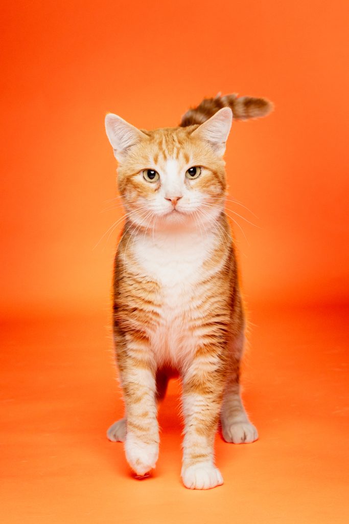 A playful orange tabby cat stands confidently against a bright orange background. The cat has distinct stripes, bright eyes, and a raised tail, giving it a curious and alert appearance. Its paws are positioned as if it's about to take a step forward.
