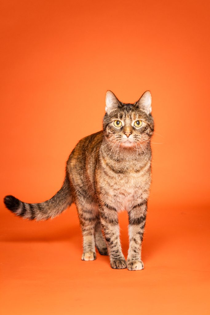 A tabby cat with a mix of brown and orange fur stands on an orange background. The cat has bright yellow eyes and a curious expression, with its tail slightly raised. The overall composition highlights the cat's features against the vibrant backdrop.