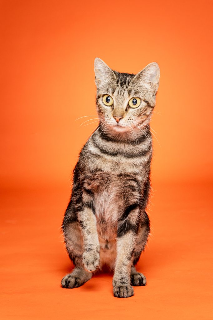 A tabby cat with large, expressive eyes sits upright against a bright orange background. The cat has a mix of dark and light stripes on its fur, and its ears are perked up, giving it an alert appearance. The overall composition highlights the cat's curious expression and playful demeanor.