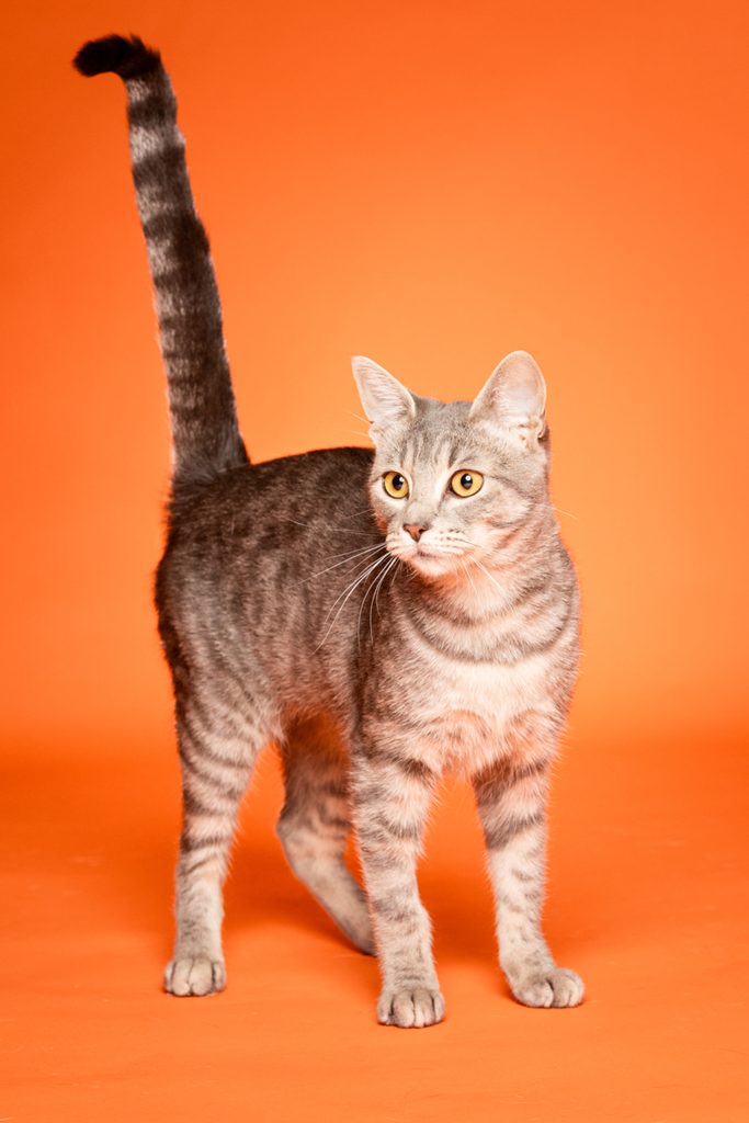 A gray tabby cat stands on an orange background. The cat has striking yellow eyes and a sleek coat with distinct stripes. Its tail is raised, and it appears to be looking to the side, showcasing its alert and curious demeanor.