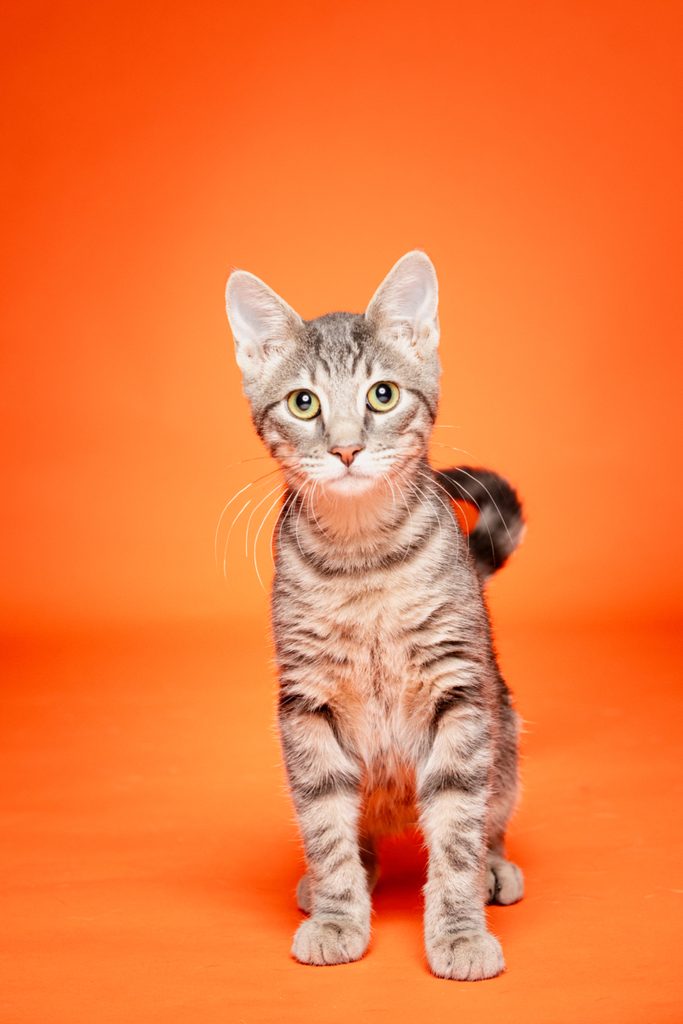 A playful gray tabby kitten stands upright against a bright orange background. The kitten has large, expressive eyes and perked ears, with its tail held high. Its fur features distinct stripes, and it appears curious and alert.
