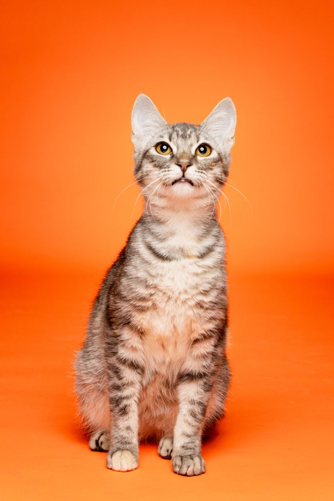 A gray tabby cat with bright yellow eyes sits upright against a vibrant orange background. The cat has a soft, striped coat and is looking slightly upward, showcasing its alert and curious expression.