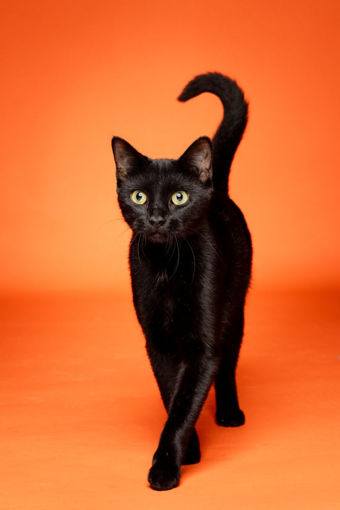 A sleek black cat with bright green eyes walks confidently towards the camera against a vibrant orange background. Its tail is raised, and its fur appears shiny and well-groomed. The cat's posture is alert and curious, showcasing its playful demeanor.