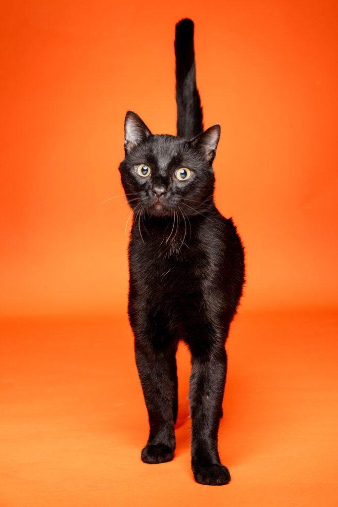 A black cat with bright yellow-green eyes stands confidently against a vibrant orange background. Its tail is raised, and it appears to be walking towards the viewer, showcasing its sleek fur and alert expression.