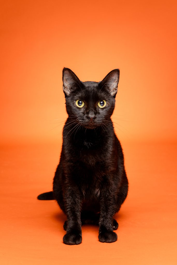 A black cat with bright yellow eyes sits upright against a vibrant orange background. The cat has a sleek coat and attentive posture, looking directly at the viewer. The overall composition highlights the contrast between the cat's dark fur and the warm orange backdrop.