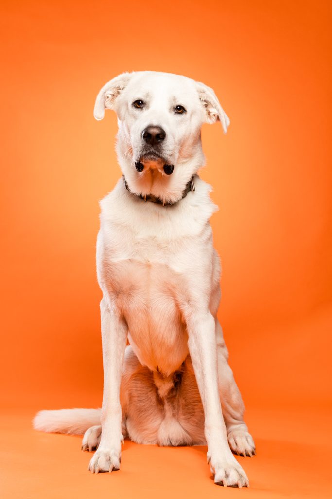 A white dog with a short coat sits upright against a bright orange background. The dog has a calm expression, with its ears perked up and a slight tilt of the head. Its body is well-proportioned, and it appears to be alert and attentive.