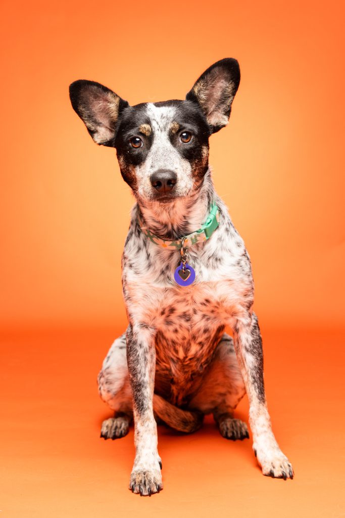 A spotted dog with black and white fur sits on a bright orange background. The dog has large, upright ears and a green collar with a blue tag. Its expression is attentive and curious, showcasing its playful nature.