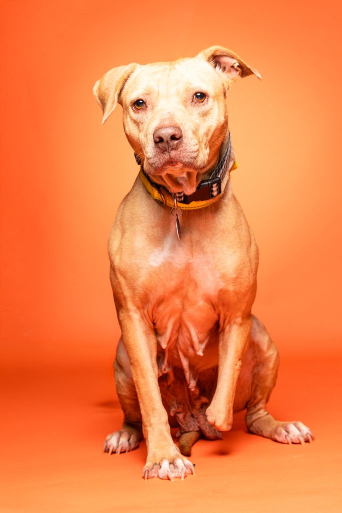 A tan dog with a short coat, possibly a pit bull, sits against a bright orange background. The dog has a calm expression, with its ears perked up and a collar around its neck. Its front paw is slightly raised, and the overall posture conveys a sense of alertness and friendliness.