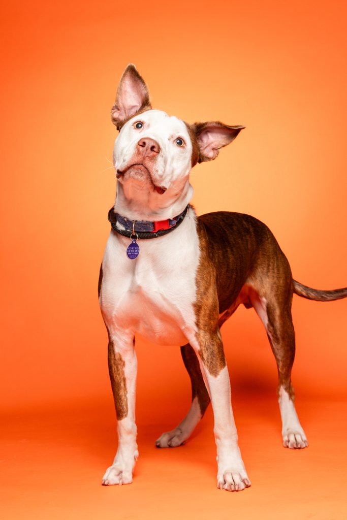 A brown and white dog stands on an orange background. The dog has a short coat, with a white face and brown patches on its body. Its ears are perked up, and it has a curious expression. The dog is wearing a blue collar with a tag.