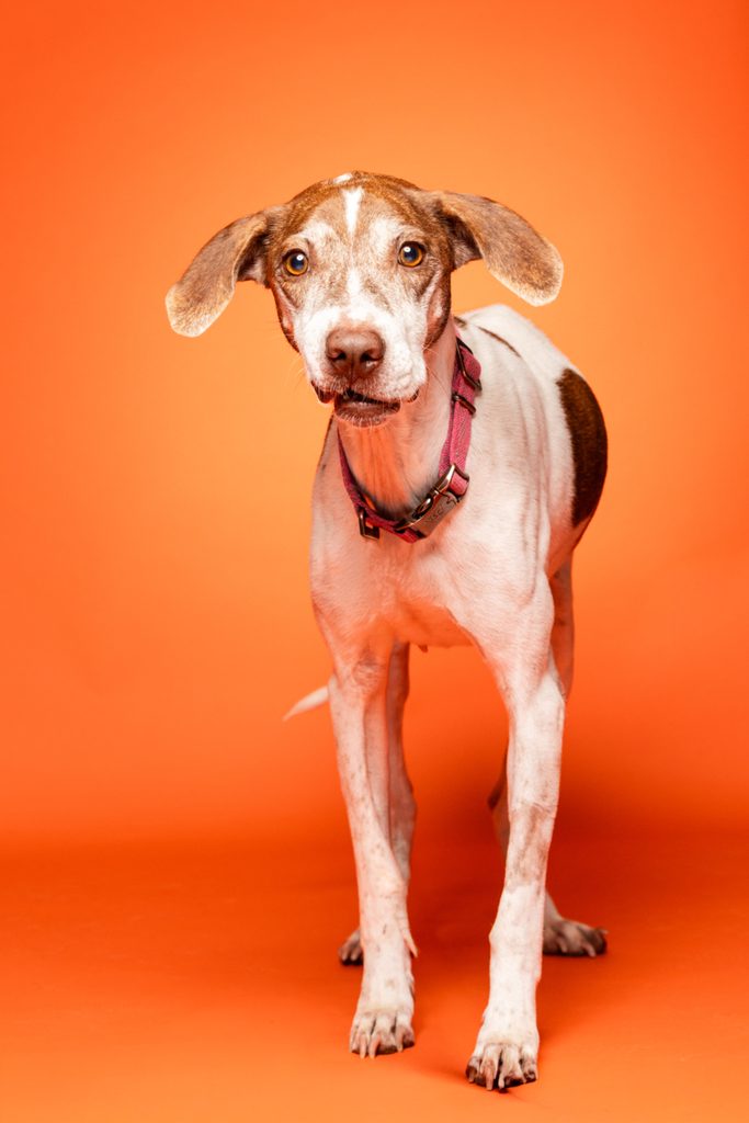 A playful dog with a short coat featuring white and brown patches stands against a bright orange background. The dog has large, expressive ears and a curious expression, wearing a pink collar. Its stance is upright, showcasing its slender build and alert demeanor.