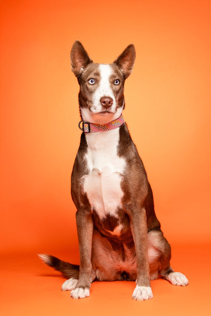 A brown and white dog with striking blue eyes sits upright against a bright orange background. The dog has a sleek coat and large, pointed ears, wearing a colorful collar. Its expression is attentive and curious, showcasing its playful personality.