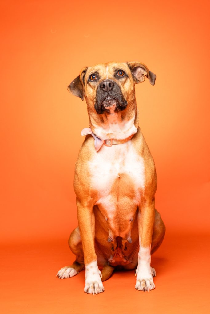 A medium-sized dog with a short, tan coat and white markings sits upright against a bright orange background. The dog has a strong build, with a slightly tilted head and an attentive expression. It wears a light-colored collar and has its ears perked up, showcasing a friendly demeanor.
